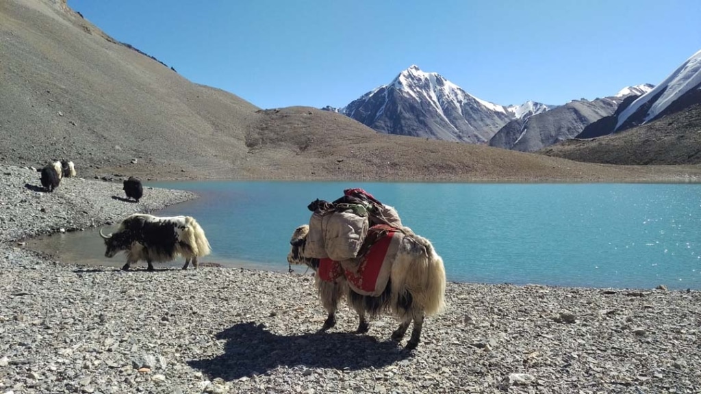 Yak Gujerav Lake Shimshal Valley Hunza