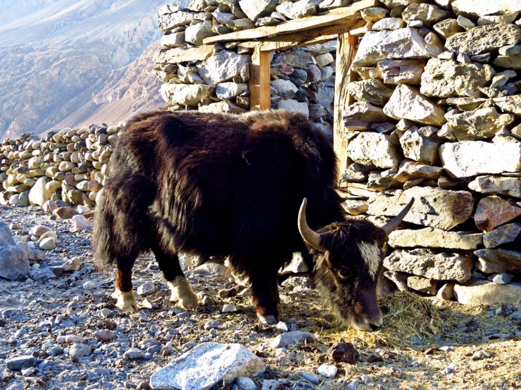 Shimshal Valley Yak