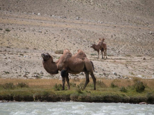Wakhan Corridor Trekking Tour with Camels